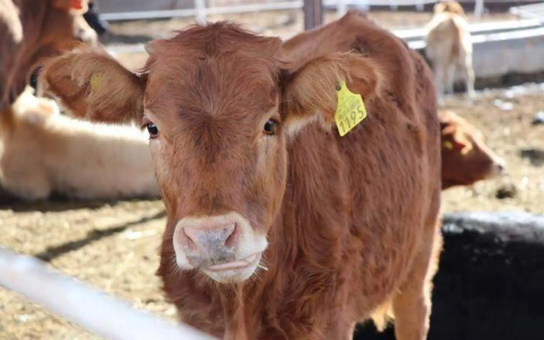 vacas ganado ganaderia ugrs vaca 